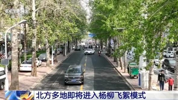 飞҉絮҉又҉来҉了҉！持续50天左右，如何应对？